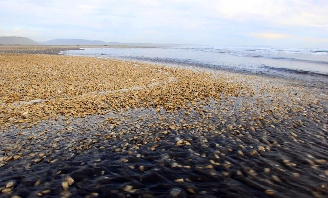 Sin culpables: Fiscalía de Valparaíso busca hacer un perdonazo a salmoneras que en 2016 vertieron toneladas de salmones en descomposición en Chiloé